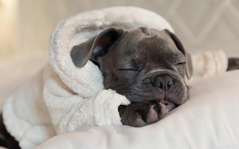 a dog sleeping on a blanket